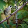 Bulbul zlutority - Pycnonotus goiavier - Yellow-vented Bulbul o0412
